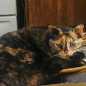 Meet your Posher, Jasmine